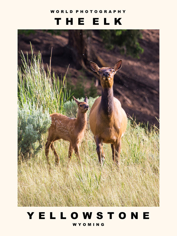 Poster The Elk (Yellowstone, Wyoming)