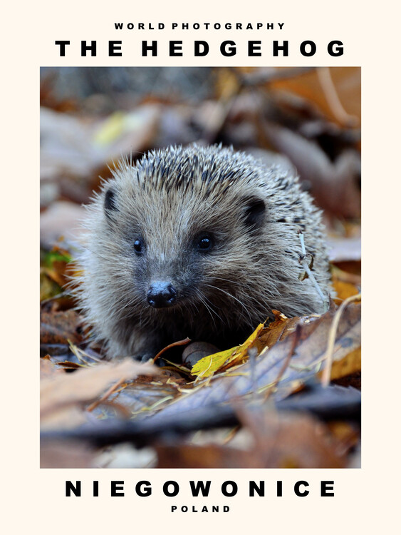 Плакат The Hedgehog (Niegowonice, Poland)