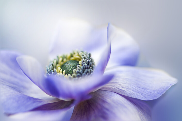 Levně Plakát, Obraz - Anemone De Caen, Jacky Parker, 40 × 26.7 cm