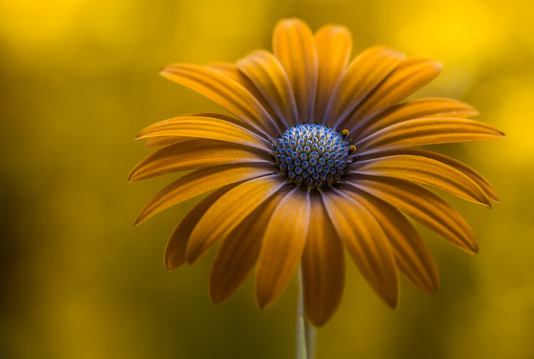 Poster Sunshine Daisy