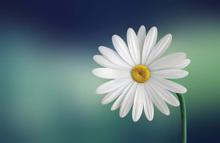 Levně Plakát, Obraz - Flower, Bess Hamiti, 40 × 26.7 cm