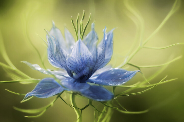 Levně Plakát, Obraz - Nigella, Mandy Disher, 40 × 26.7 cm