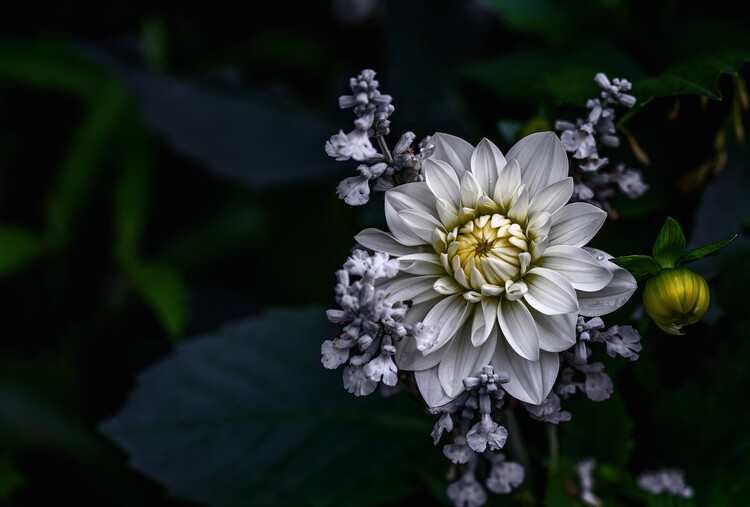 Принти на полотні Dahlia flower