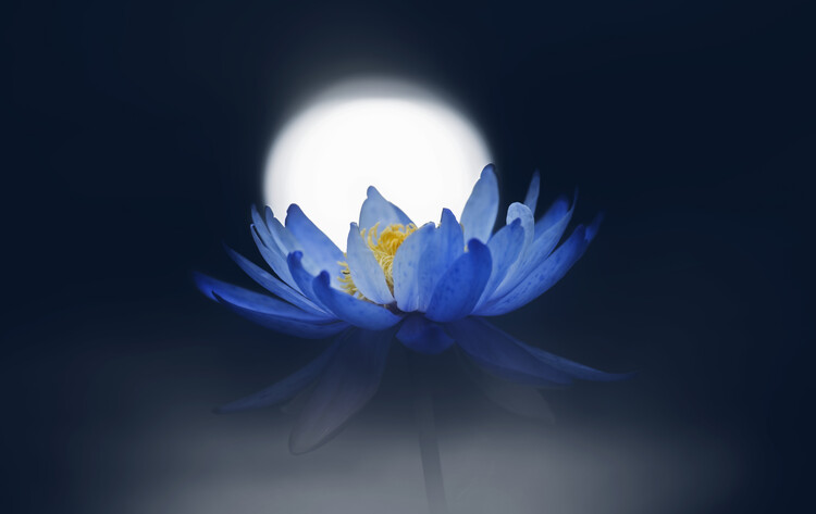 Levně Plakát, Obraz - Fleeting dream, Takashi Suzuki, 40 × 26.7 cm