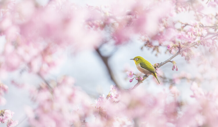 Levně Plakát, Obraz - Cherry-blossom color, Takashi Suzuki, 40 × 22.2 cm