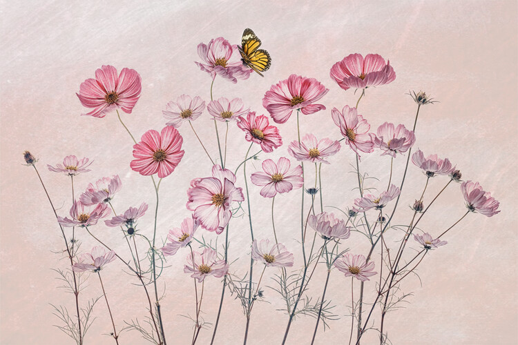 Poster Cosmos and Butterfly