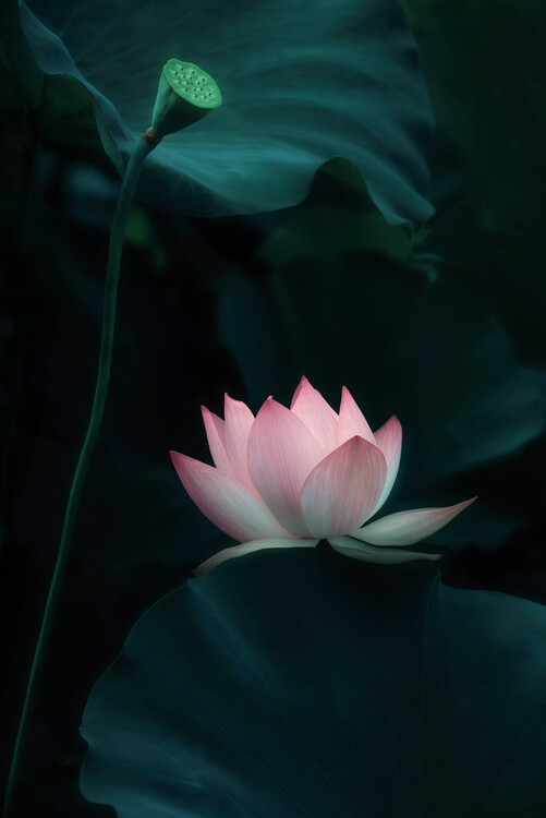 Levně Plakát, Obraz - Lotus Flower, Catherine W., 26.7 × 40 cm