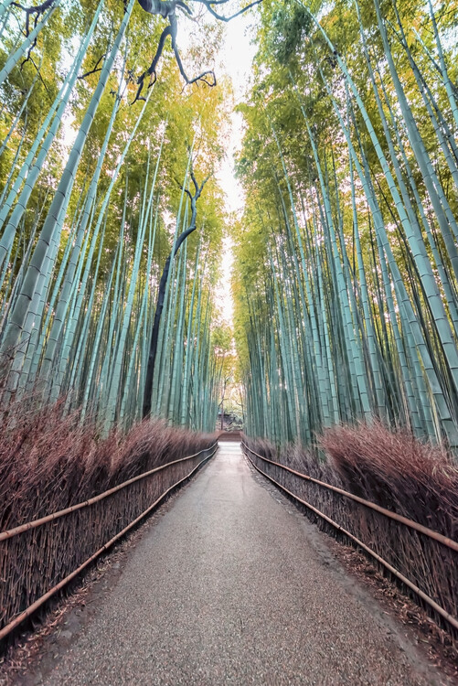 Αφίσα Bamboo Grove