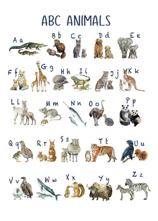 Plakát ABC Animal