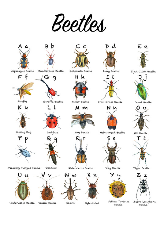 Poster Beetles Alphabet