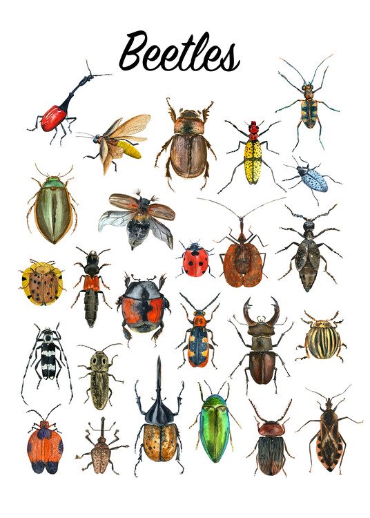 Poster Beetles Art