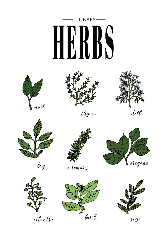 Poster Culinary Herbs