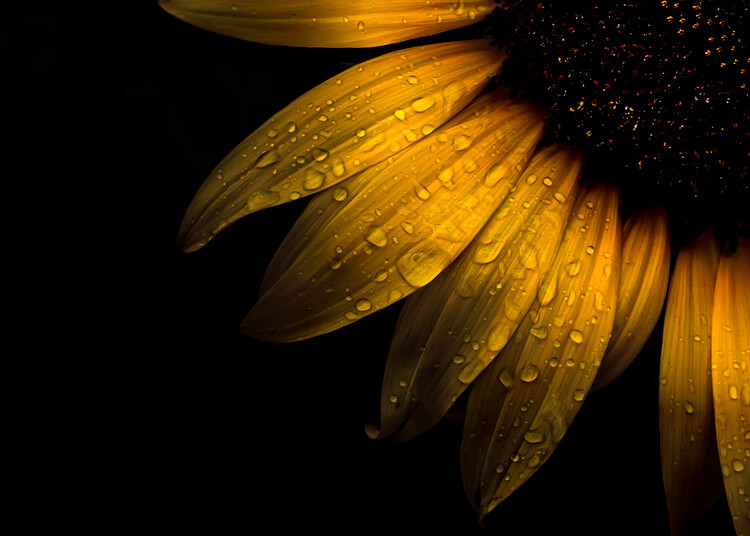 Poster Backyard Flowers No 28
