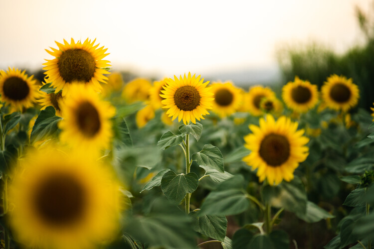 Poster Sunflowers golden hour