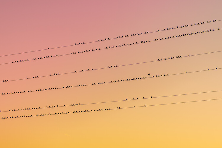 Poster Birds society