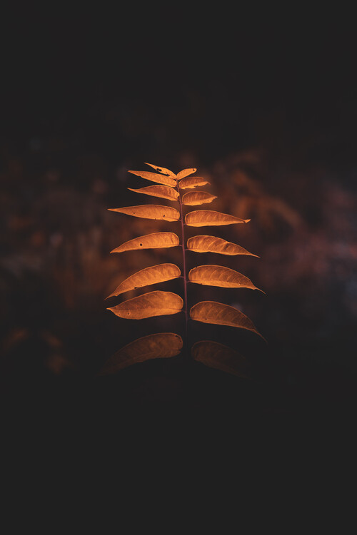 Poster Mystical plant