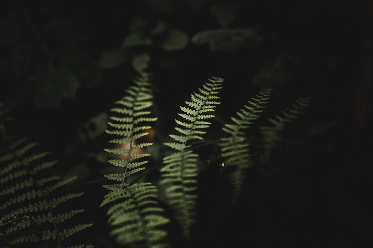 Poster Plants in shadow