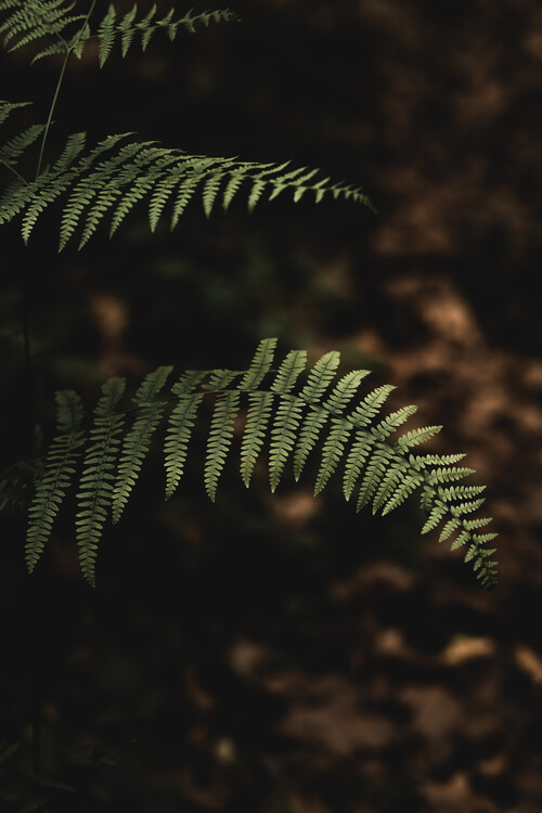 Poster Plants of the dark nature