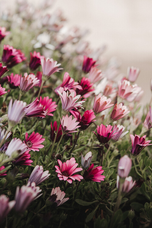 Poster The Pink flowers