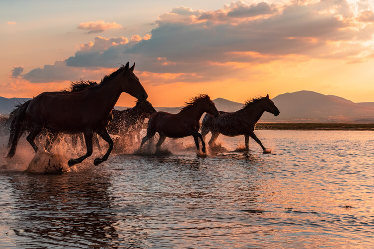 Canvas Print WATER HORSES