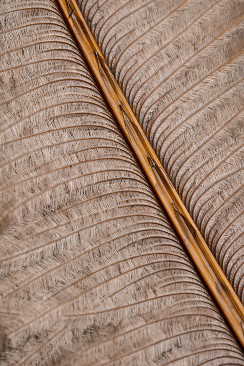 Levně Plakát, Obraz - Feather_007, Studio Collection, 26.7 × 40 cm