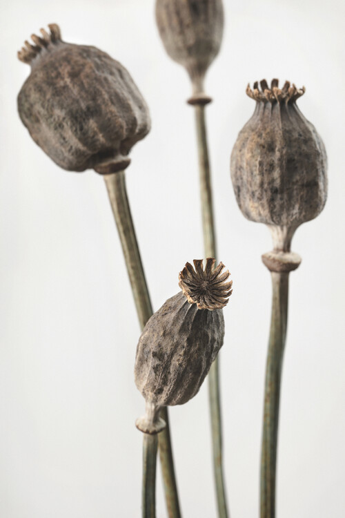 Levně Plakát, Obraz - Dried_006, Studio Collection, 26.7 × 40 cm