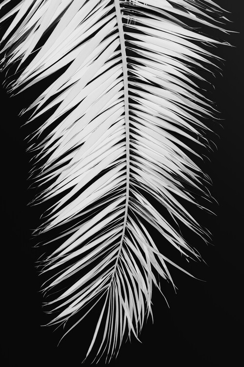 Poster Palmblad_004