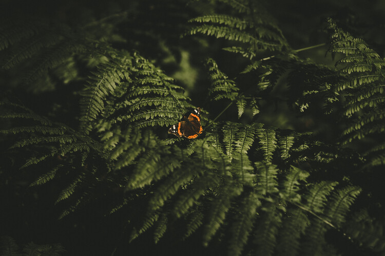 Poster Forest butterfly