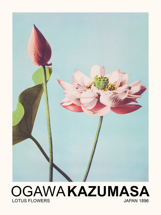 Poster Lotus Flowers (Japandi Florals) - Ogawa Kazumasa
