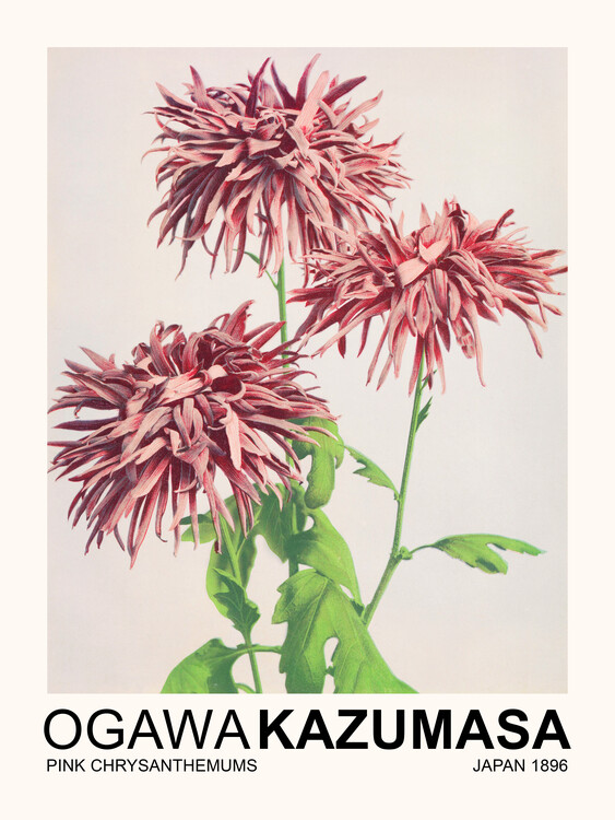 Poster Pink Chrysanthemums (Japandi Florals) - Ogawa Kazumasa