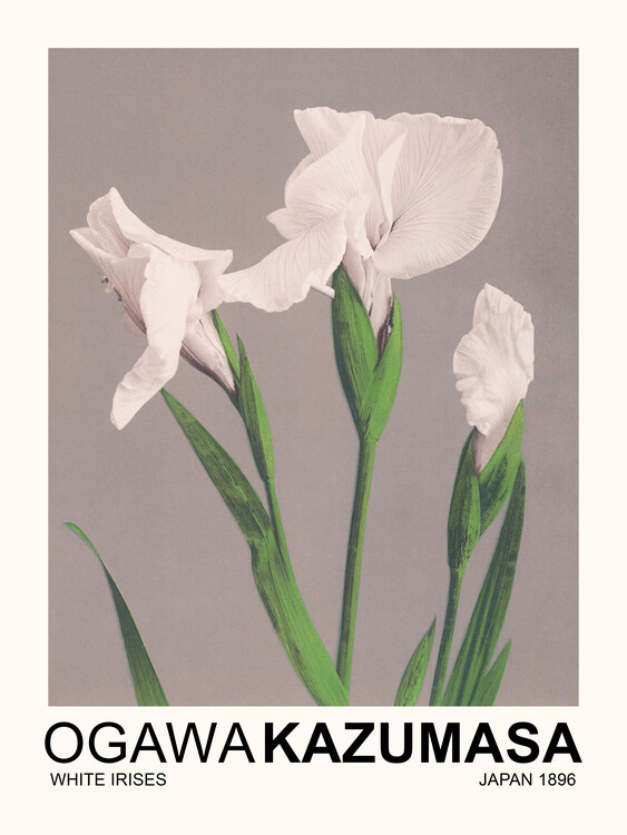 Poster White Irises (Japandi Florals) - Ogawa Kazumasa