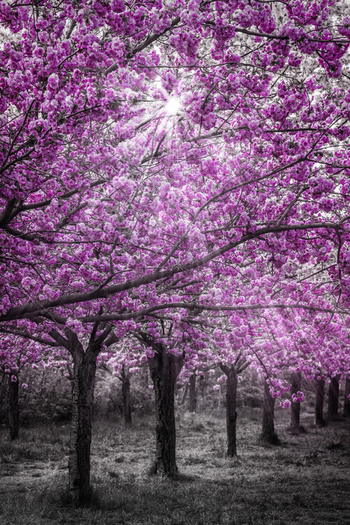 Plakat Cherry blossoms in sunlight