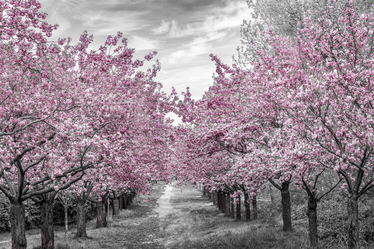Plakat Charming cherry blossom alley