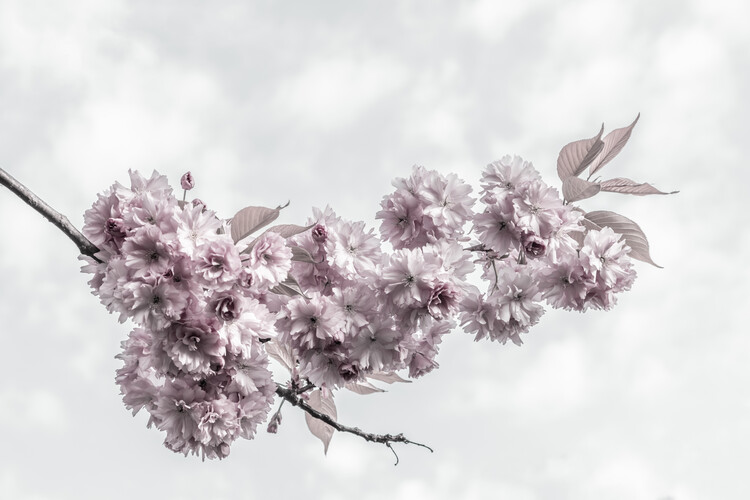 Plakat Cherry blossom branch with view to the sky