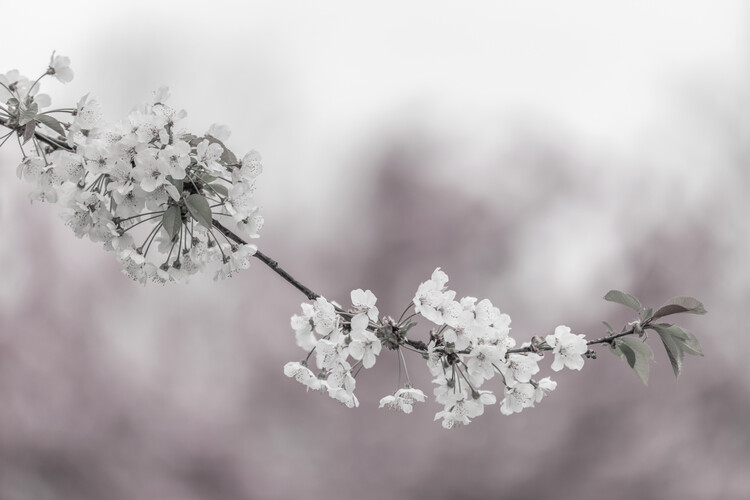 Poster Delicate cherry blossoms close-up