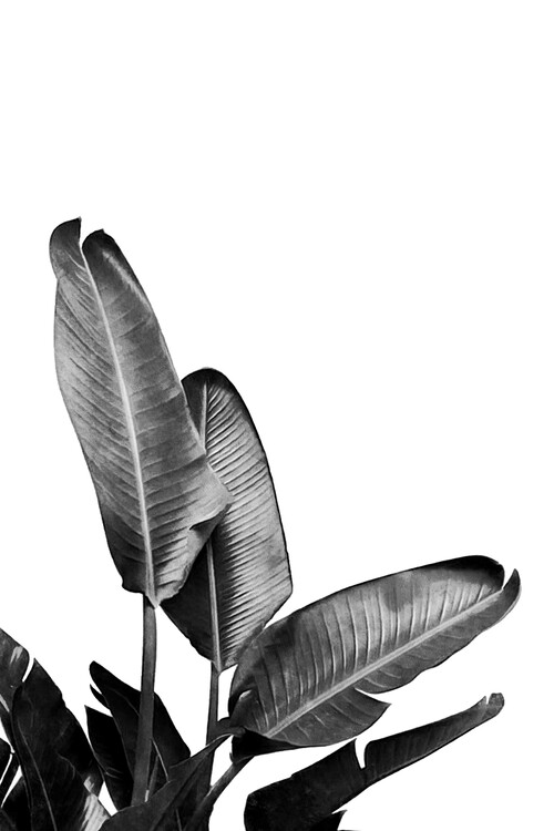 Poster Bird of Paradise Plant Black and White 03