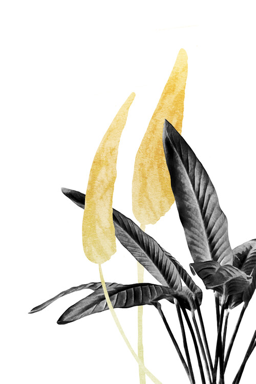 Poster Bird of Paradise Plant Black, White and Gold 01