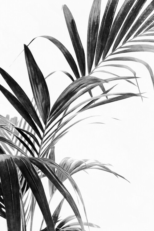 Poster Palm Leaves Black and White 03