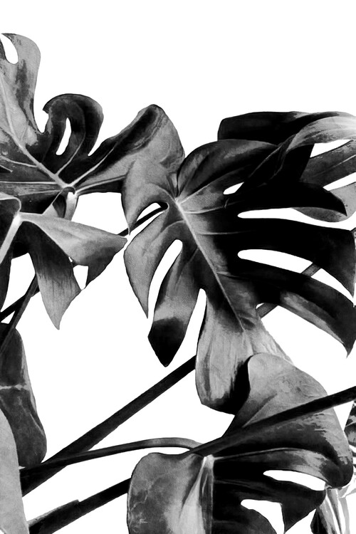 Poster Monstera Black and White 06