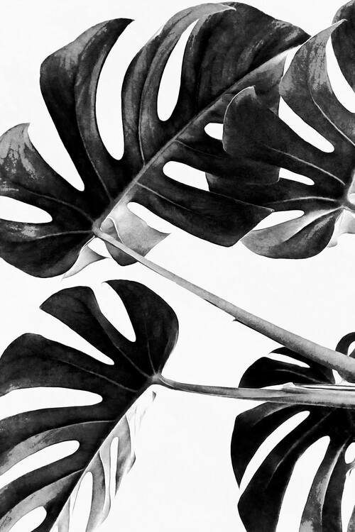 Poster Monstera Black and White 05