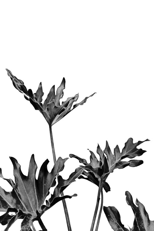 Poster Monstera Black and White 08