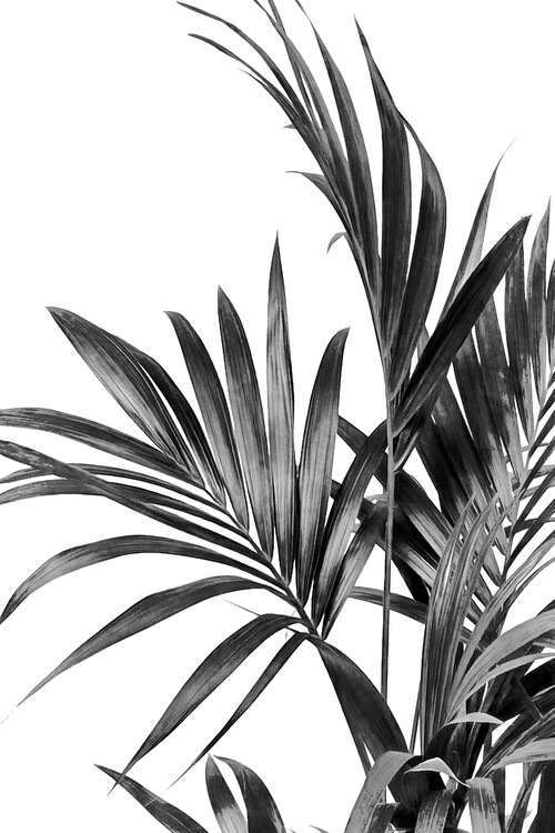 Poster Palm Leaves Black and White 01