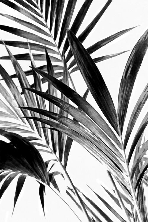 Poster Palm Leaves Black and White 02