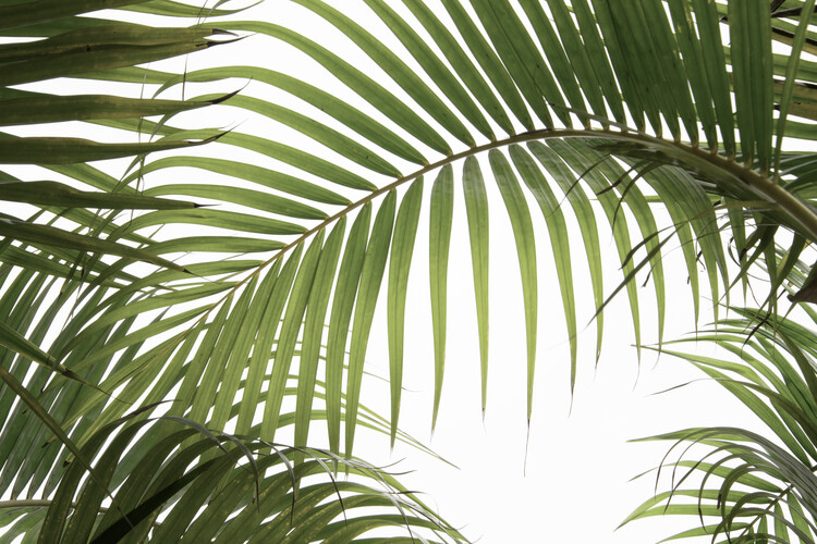 Poster Palm Leaves 01