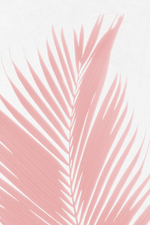 Poster Palm Leaves on Pink III