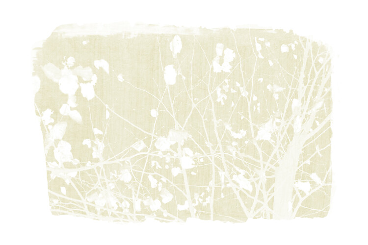 Poster Ivory Silhouette of Nature