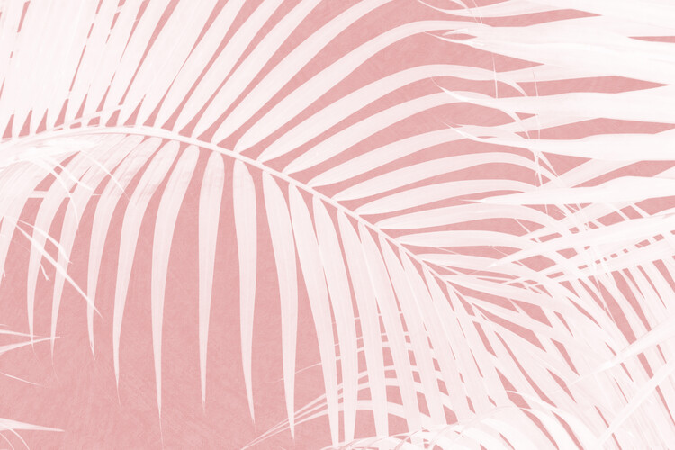 Poster Palm Leaves on Pink IV