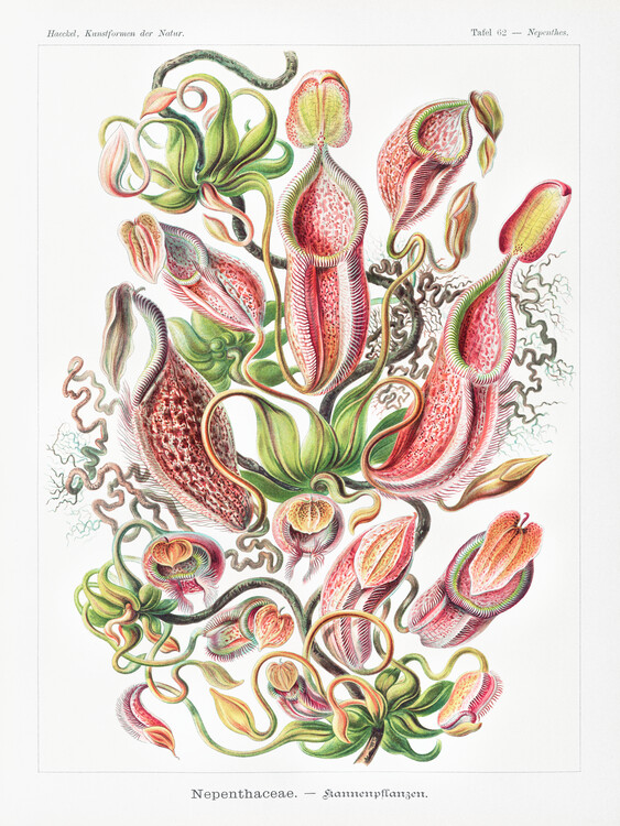 Poster Nepenthaceae–Kannenpflanzen