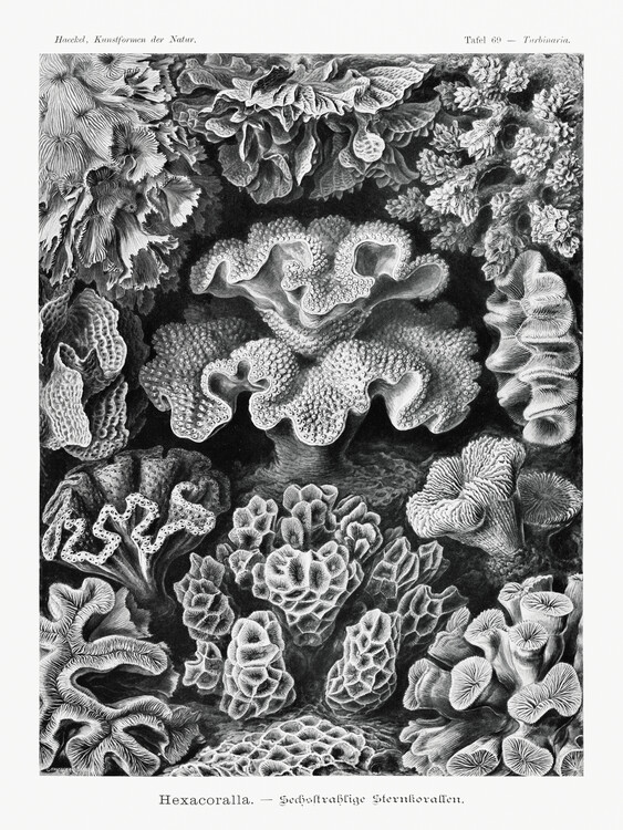 Poster Hexacoralla–Sechsstrahlige Sternkorallen
