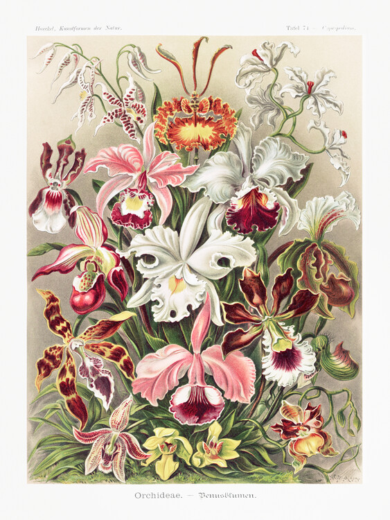 Poster Orchideae–Denusblumen